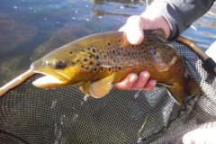 Brown-trout-2