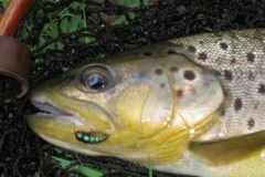 brown-trout3